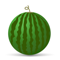Watermelon vector illustration. Watermelon isolated on white background