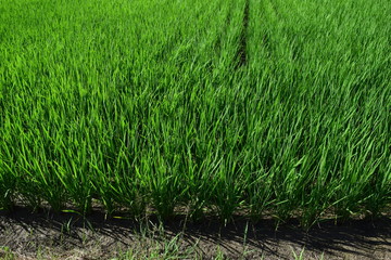 田植え３ヶ月後の田園風景