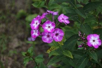 Violet phlox in the garden