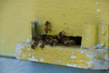Honey bees on the home apiary