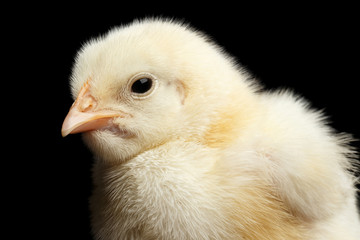 Closeup Yellow Little Baby Chicken Isolated on Black Background in Profile view