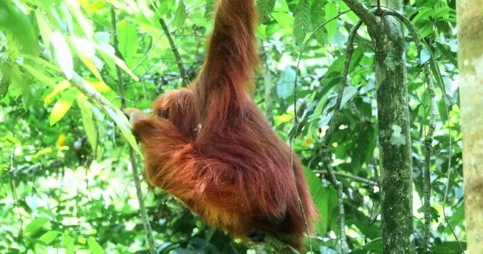 Hairy wild orangutan in greenery of tropical rain forest in Sumatra Indonesia