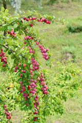 Cherry plums growing on tree branches in the garden