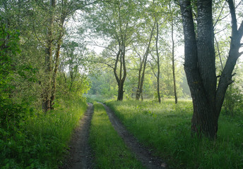 Fototapeta na wymiar Sunny morning in a forest glade