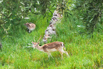 Deer eating grass in wilderness