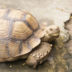 Closed up African Spurred Tortoise