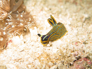 closed up the nudibranch in Myanmar divesite