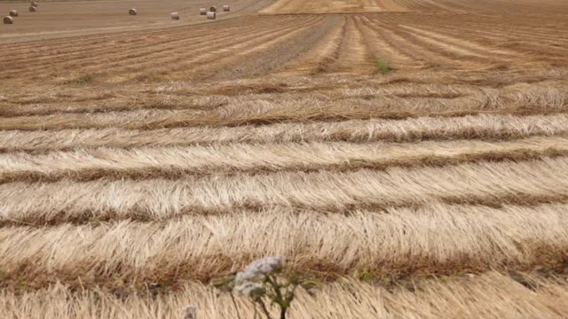 r&eacute;colte du lin