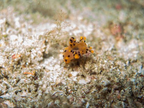 closed up the nudy branch in north Andaman, Thailand