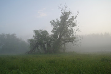 Fototapeta na wymiar Misty meadow spring at sunrise