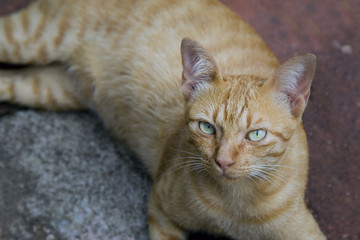 Kitten, resting cat on a flor in colorful blur background, cute funny cat close up, young playful cat at home, domestic cat, relaxing cat, cat resting, cat playing at home, elegant cat