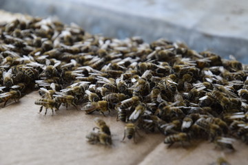 Honey bees on the home apiary