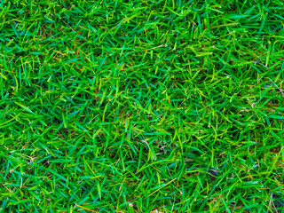 Green grass texture background take from above