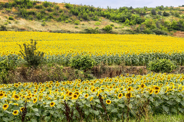 Fototapeta premium Sunflowers