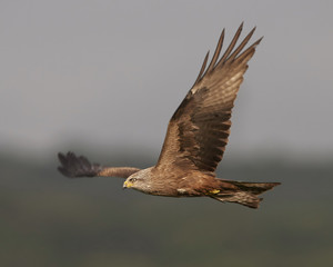 Black kite (Milvus migrans)