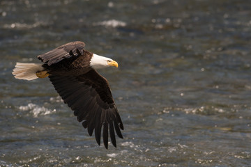 Bald eagle in flight