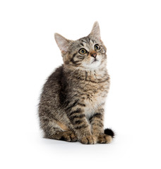 Cute tabby isolated on white