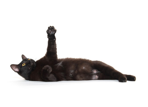 Fototapeta Black cat isolated on white
