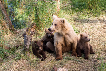 Obraz premium Alaskan brown bear sow and cubs