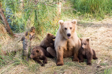 Alaskan brown bear sow and cubs