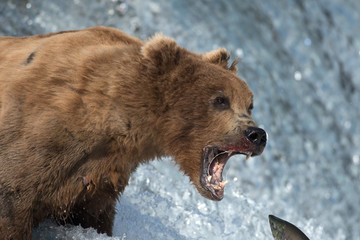 Plakat Alaskan brown bear attempting to catch salmon
