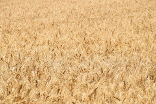 Getreide als Hintergrund