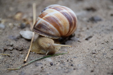 Snail