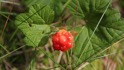 cloudberry