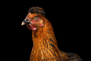 Closeup Ginger Chicken Curious Looks Isolated on Black Background in Profile view