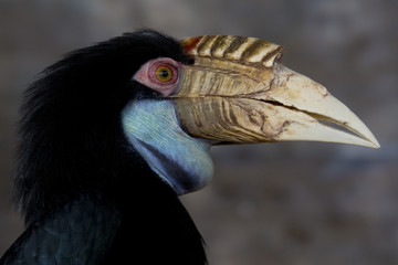 Yellow Billed Hornbill Great hornbill, Great indian hornbill, Great pied hornbill, Hornbill