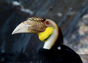 Yellow Billed Hornbill Great hornbill, Great indian hornbill, Great pied hornbill, Hornbill
