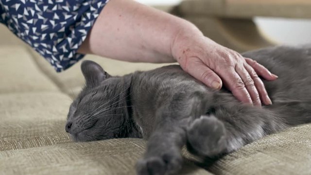 Closeup of elderly woman stroking her sleeping cat on the couch at home