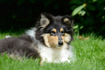 british collie lying on meadow and looking in the nature