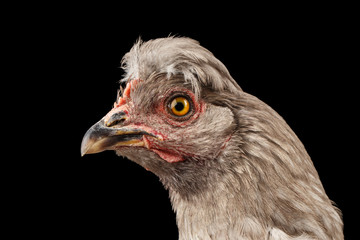 Closeup Gray Chicken Head Curious Looks Isolated on Black Background in Profile view