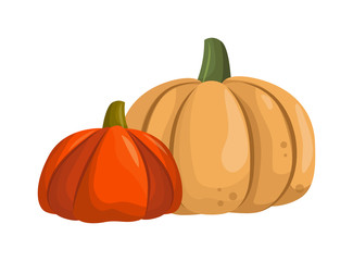 Autumn pumpkin vegetable design. Pumpkin oriental bittersweet vector illustration. Orange halloween pumpkin vegetable collection. Harvest symbol season decoration.