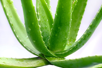 Closeup of fresh green stems of aloe vera.