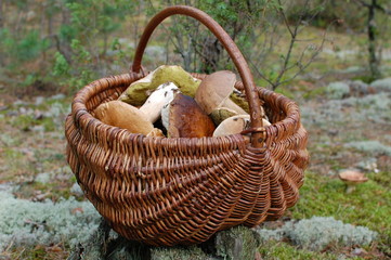 basket with mushrooms on a stump in the forest