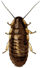 Cockroach isolated on white - vector illustration