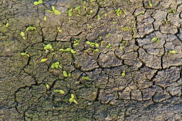 Keuken spatwand met foto new life on earth after drought © drakuliren