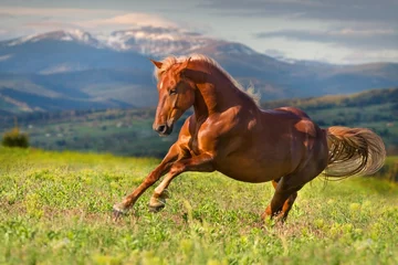 Fototapeten Red horse run gallop against mountain view © callipso88