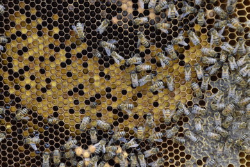 Honey bees on the home apiary