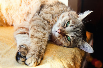 Beautiful domestic cat stretches its paws looking at the camera
