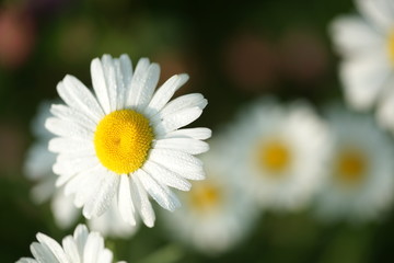 Obraz premium Camomile in drops of dew