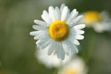 Fototapeta premium Camomile in drops of dew