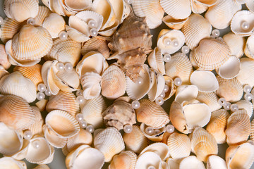 Scattered seashells and colored glass beads. Pearl Pearls in shells, memories of the holiday by the sea