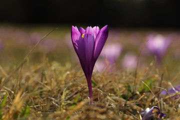 Macro flower purple