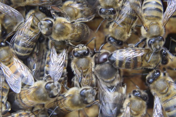 Honey bees on the home apiary