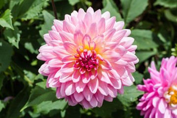 Closeup of dahlia flower in full bloom in the garden.