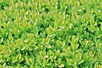 boxwood leaves