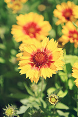 Gaillardia flowers
